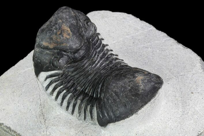 Bargain, Paralejurus Trilobite - Morocco #126919